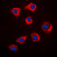 HSP90 beta Antibody [KO/KD Validated]
