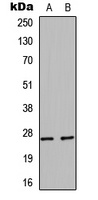 HSP27 Antibody