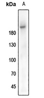 IGF1 Receptor (Phospho-Y1161) Antibody