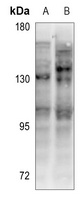 CD130 Antibody