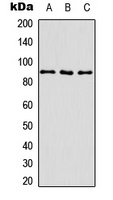 CD29 (Phospho-T789) Rabbit Polyclonal Antibody