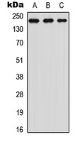 TRAP220 (Phospho-T1457) Antibody