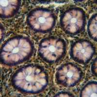 c-Met (Phospho-Y1349) Rabbit Polyclonal Antibody