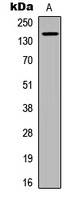 CD136 (Phospho-S1394) Rabbit Polyclonal Antibody
