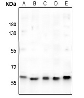c-Myc Rabbit Polyclonal Antibody