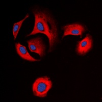 Delta Opioid Receptor (Phospho-S363) Rabbit Polyclonal Antibody