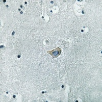 Kappa Opioid Receptor (Phospho-S369) Rabbit Polyclonal Antibody