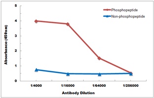 DARPP32 (Phospho-T34) Antibody