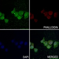 AMPK beta 1 Rabbit Polyclonal Antibody