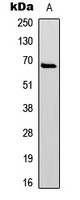 Paxillin (Phospho-Y31) Rabbit Polyclonal Antibody