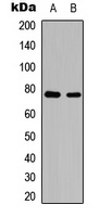 c-Rel (Phospho-S503) Rabbit Polyclonal Antibody