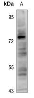 YAP1 (Phospho-S127) Rabbit Polyclonal Antibody