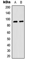 MSK1 (Phospho-S376) Rabbit Polyclonal Antibody