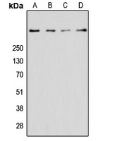 Ryanodine Receptor 2 Rabbit Polyclonal Antibody
