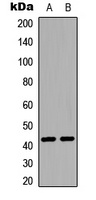 CD363 (Phospho-T236) Rabbit Polyclonal Antibody