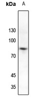 SP1 (Phospho-T739) Rabbit Polyclonal Antibody