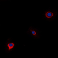 WWOX Rabbit Polyclonal Antibody