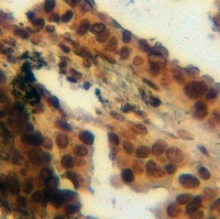 Annexin A1 (Phospho-Y21) Rabbit Polyclonal Antibody