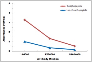 Androgen Receptor (Phospho-S213) Rabbit Polyclonal Antibody