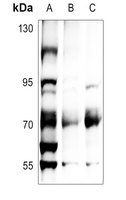 ATF2 (Phospho-T71) Rabbit Polyclonal Antibody