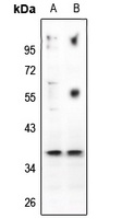 CD88 Antibody