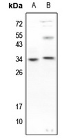 Caspase 3 (Phospho-S150) Rabbit Polyclonal Antibody