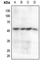 Cyclin B1 (Phospho-S147) Rabbit Polyclonal Antibody