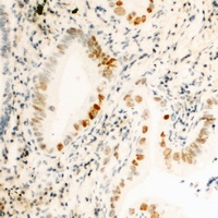 Cyclin H (Phospho-T315) Rabbit Polyclonal Antibody