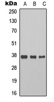 Cyclin H Rabbit Polyclonal Antibody
