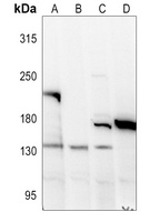 Collagen 18 alpha 1 Antibody