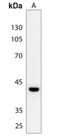 CREB (Phospho-S142) Rabbit Polyclonal Antibody