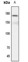 CD115 Antibody
