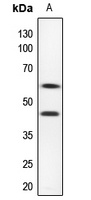 CD116 Antibody