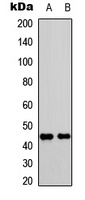 CD182 (Phospho-S347) Antibody