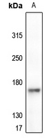 EGFR (Phospho-Y1092) Rabbit Polyclonal Antibody
