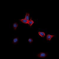 EPHA2 Antibody