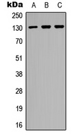 EPHB2 Antibody