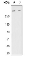 Fibrillin 1 Rabbit Polyclonal Antibody