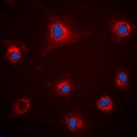 Fibrillin 1 Rabbit Polyclonal Antibody