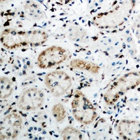 FGF19 Antibody