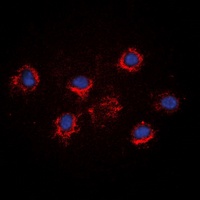 FGF19 Antibody