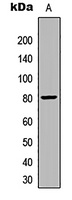 Frizzled 9 Rabbit Polyclonal Antibody