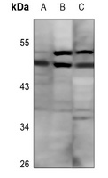 GDF9 Rabbit Polyclonal Antibody