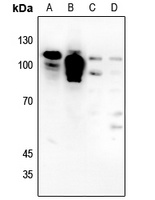 NMDAR1 Rabbit Polyclonal Antibody