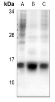 Histone H2A.Z (Acetyl-K5) Rabbit Polyclonal Antibody