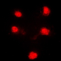 HEXIM1 Antibody
