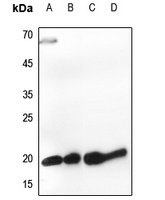 Histone H3 Antibody