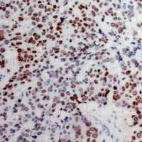 Histone H3 Antibody