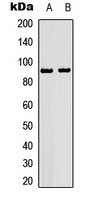 HSP90 beta (Phospho-S226) Antibody