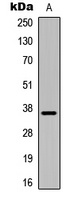 IGFBP1 Antibody